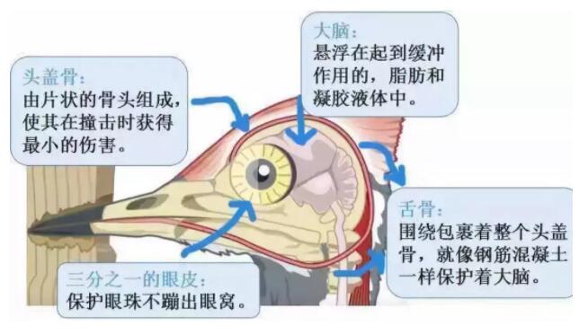 昆明安全帽，安全買冷知識(shí)你知道嗎？